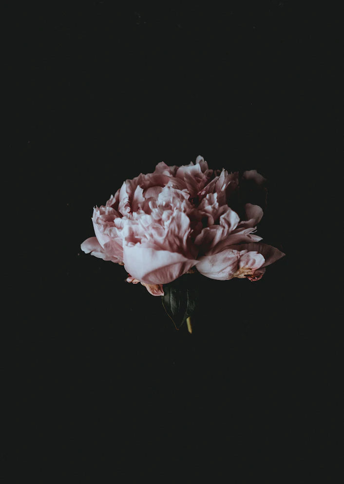 Peonia rosa su fondo scuro